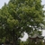 Large tree with dense crown shading a sidewalk.