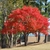 Small tree with rounded crown. Foliage is intense red.