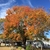 Small tree with rounded crown. Foliage is turning red