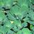 Pistia stratiotes
