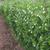 Row of plants in bloom