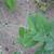 Tendril
