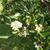 Pittosporum tobira