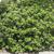 Pittosporum tobira