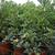 Pittosporum tobira 'Variegata'