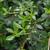 Pittosporum heterophyllum