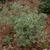 Pittosporum heterophyllum Marginata fm 052209 SFA TX