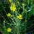 Narrow-leaf Silkgrass