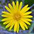 Narrow-leaf Silkgrass