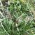 Plantago lanceolata