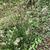 Plantago lanceolata
