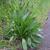 Plantago lanceolata