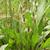 Plantago lanceolata