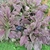 Garden planting of rosettes with broad, reddish leaves