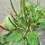 Plantago major