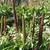 Plantago major