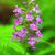 Purple Fringe Orchid