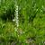 White Bog Ochid form