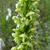 Flowers of var. herbiola