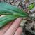 Leaf attachment