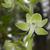 Close up of flower