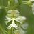 White Fringe Orchid flower