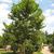Platanus x acerfolia