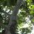 Platanus x acerfolia
