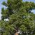 Platanus occidentalis Form
