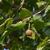 Platanus occidentalis Fruit and Leaves