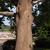 Platanus occidentalis Bark