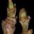 Platanus occidentalis, American Sycamore buds