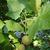 Platanus occidentalis, American Sycamore leaves and fruit