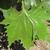 Platanus x acerfolia