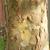 Bark