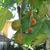 Platanus x acerfolia