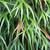 Platycerium bifurcatum