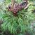 Platycerium bifurcatum
