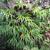 Platycerium bifurcatum