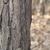 Platycladus orientalis	