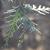 Platycladus orientalis	