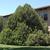 Platycladus orientalis