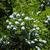 Platycladus orientalis