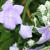 Platycodon grandiflorus