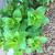 emerging plant, spring, Durham County, NC