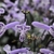 Plectranthus 'Mona Lavender' purple and white spur flower
