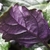 Leaf undersides are purple top side glossy green.