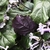 Plectranthus 'Mona Lavender'  leaves with purple undersides.