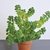 Growing in a pot