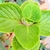 Closeupof the green leaves